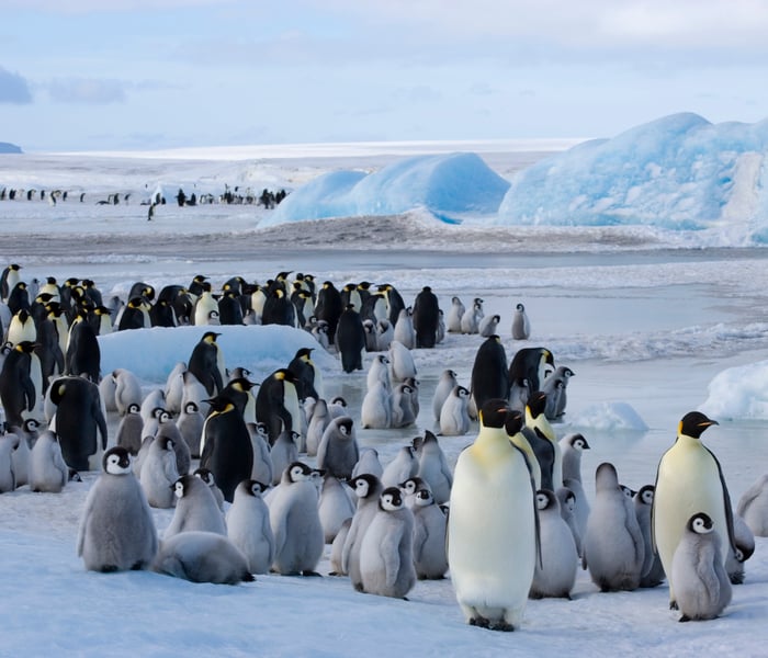 Emperor Penguins on Snow Hill Island Antarctica