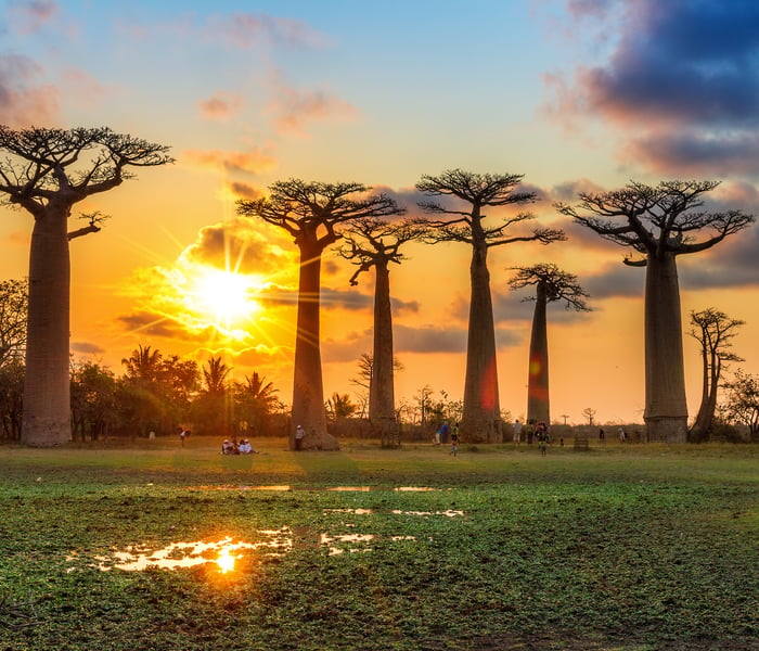 baobab trees in madagascar