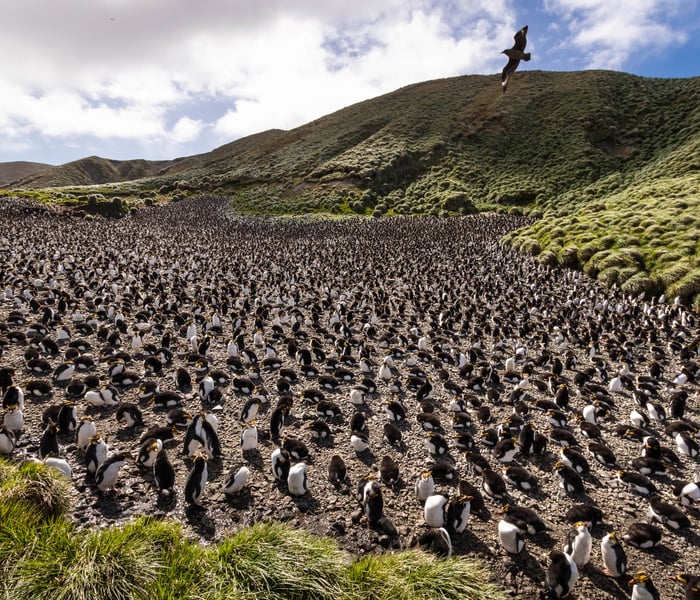 Brown skua and Royal penguins on Macquarie Island in Australia in the subantarctic islands