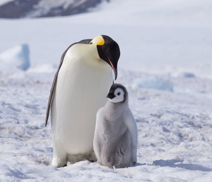 Emperor Penguins on Snow Hill Island Antarctica