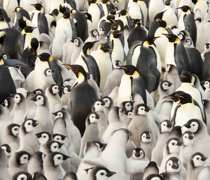 Emperor Penguins and Chicks on Snow Hill Island Antarctica