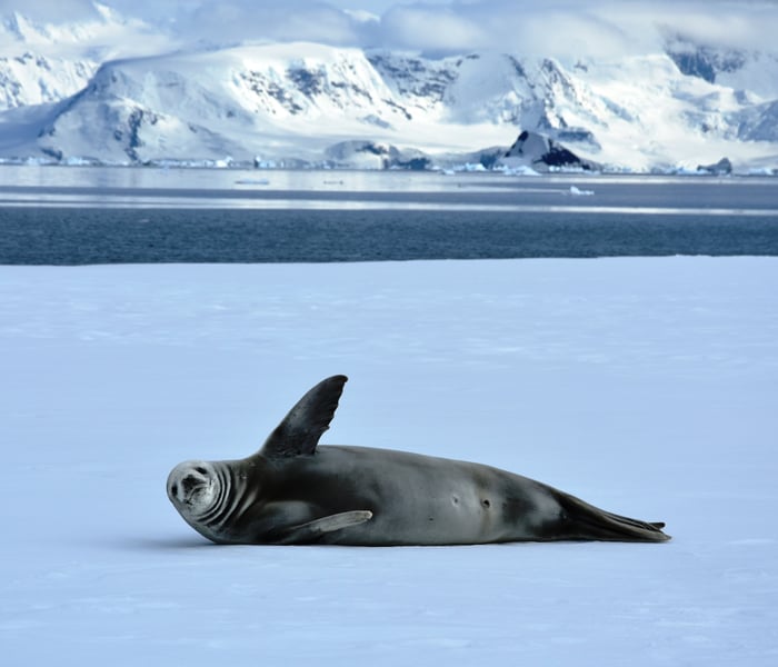 Crabeater seal in Antarctica on an ice floe in Wilhemina Bay on the Antarctic Peninsula