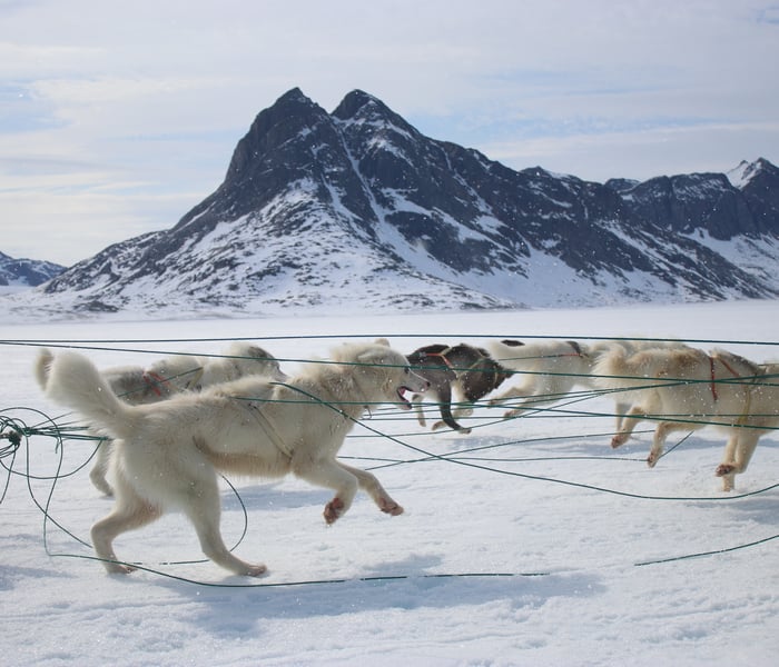 Dog sledding with Ponant in Qenertivartivit, Greenland