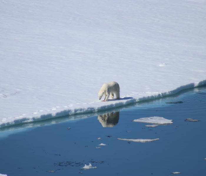 Polar bear on the blosseville coast, Greenland with Ponant's Le Commandant Charcot