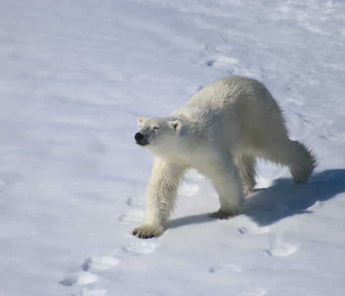 Polar bear on the blosseville coast, Greenland with Ponant's Le Commandant Charcot