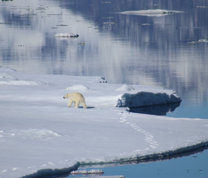 Polar bear on the blosseville coast, Greenland with Ponant's Le Commandant Charcot