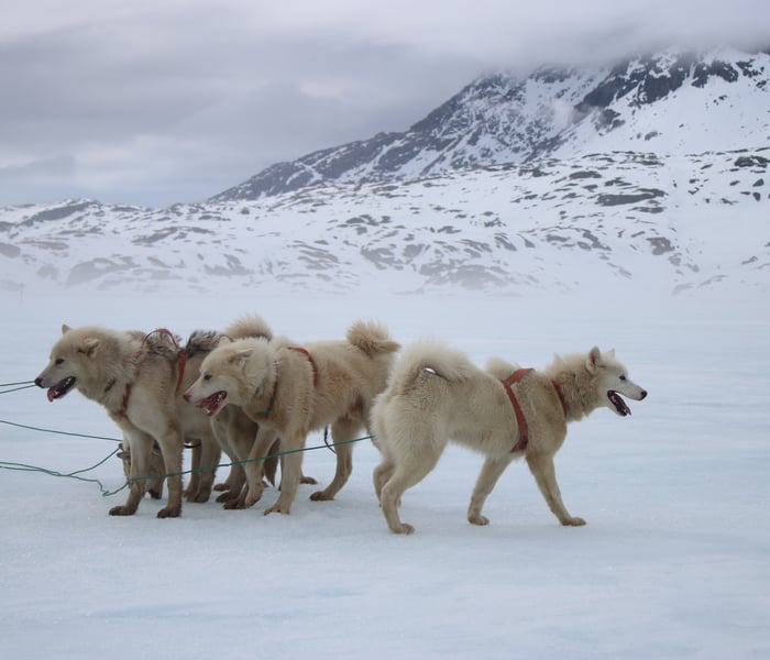 Greenland dogs in Qenertivartivit in Ammasalik region