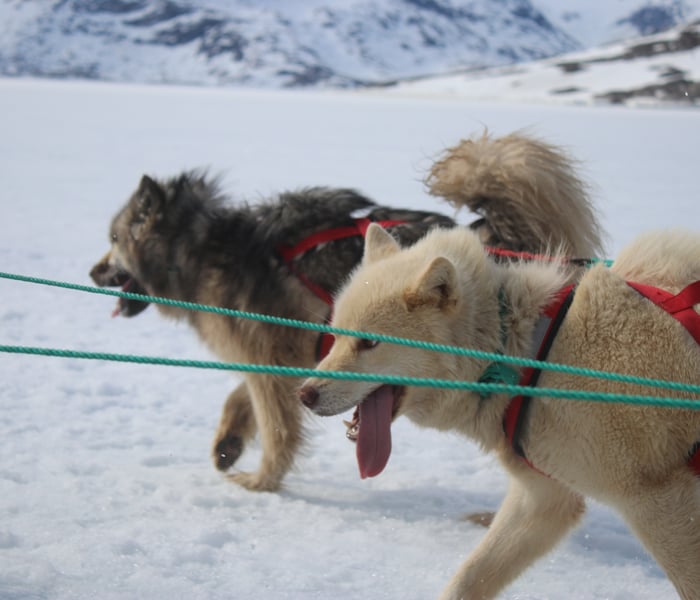 Dog sledding with Le Commandant Charcot in Qenertivartivit Greenland