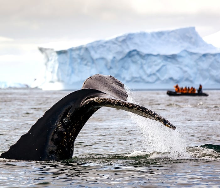 A whale tail in Antarctica, observed by Quark Expeditions' guests