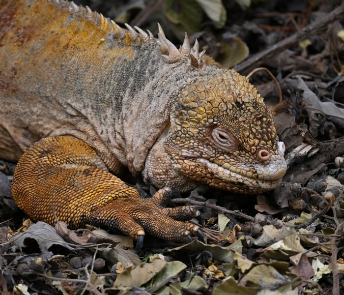 Land iguana in the Galapagos Islands