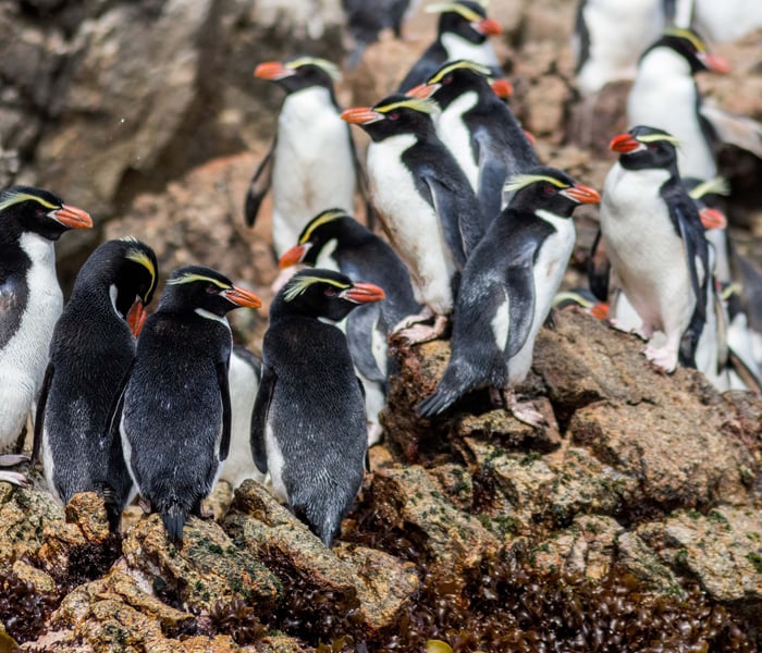 Snares crested penguin on the Snares Islands in New Zealand in the subantarctic islands