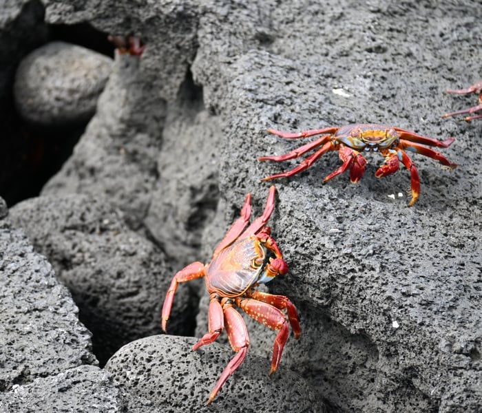 Sally lightfoot crabs in the Galapagos Islands