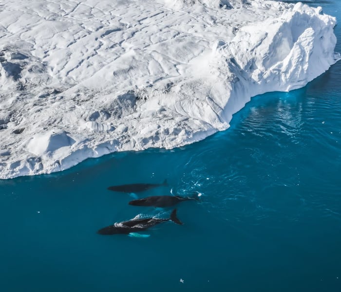 Humpback whales in Ilulissat, Greenland
