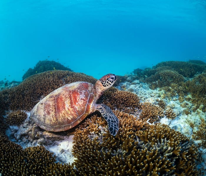 Green turtle, Australia