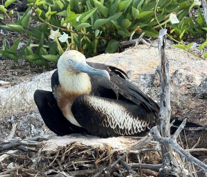 Great Frigatebird - Genovesa