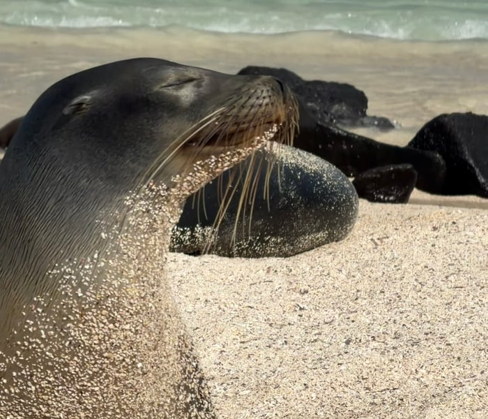 Sealion - Espanola