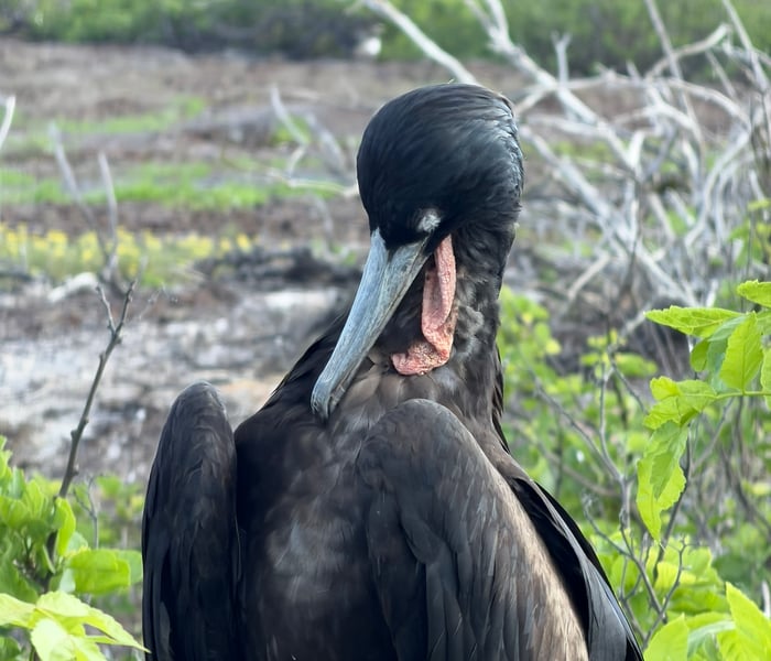 Frigatebird - Genovesa