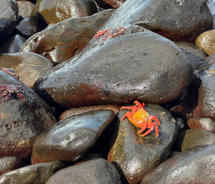 Sally Lightfoot Crab - Espanola