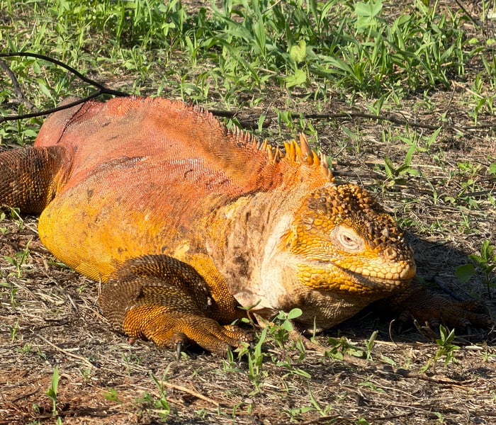 Land Iguana - Cerro Dragon, Santa Cruz