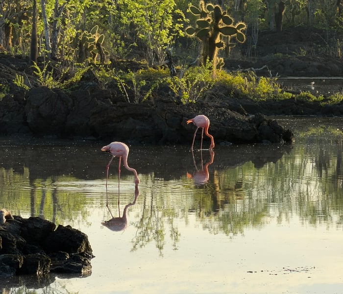 Flamingos - Cerro Dragon, Santa Cruz
