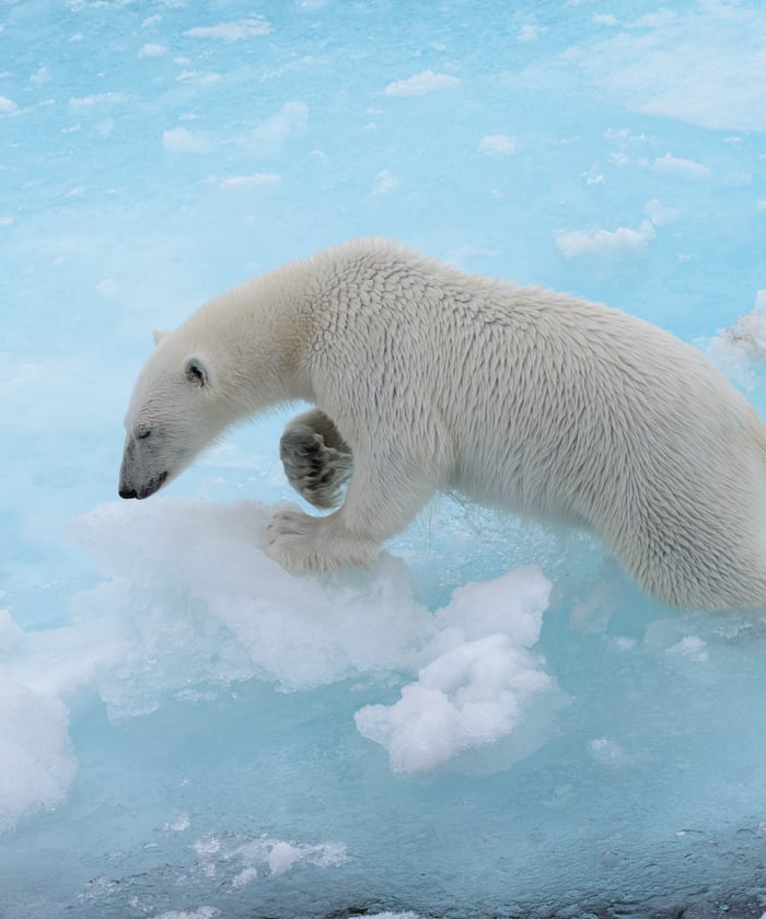see a polar bear on a svalbard cruise in the arctic