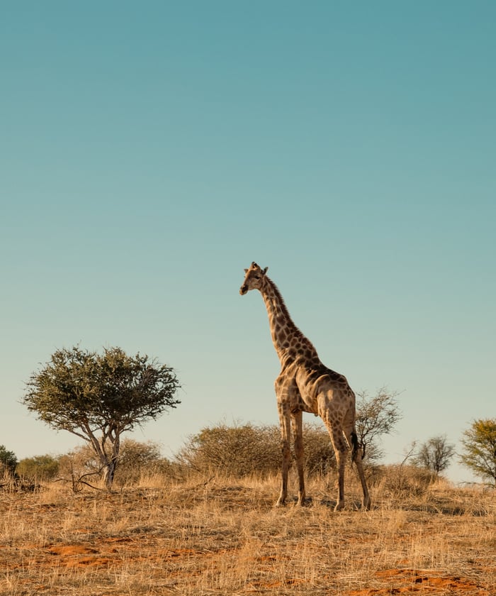 Giraffe, Namibia, Kalahari Desert National Park