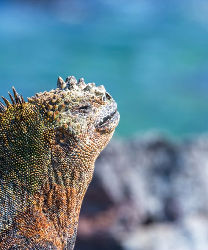 Marine Iguana on Fernandina Island, Galapagos