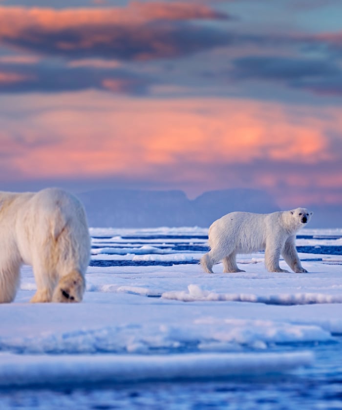 see Polar bears in Svalbard Norway 