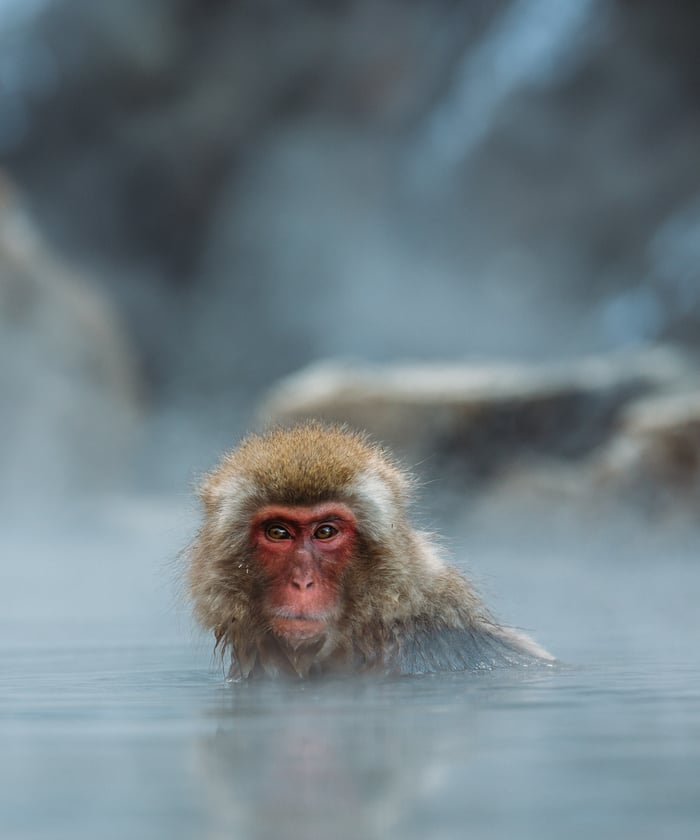 Japan expedition cruises - Snow monkeys
