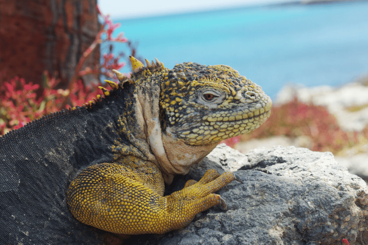 Hybrid iguana on South Plaza credit John Bendon