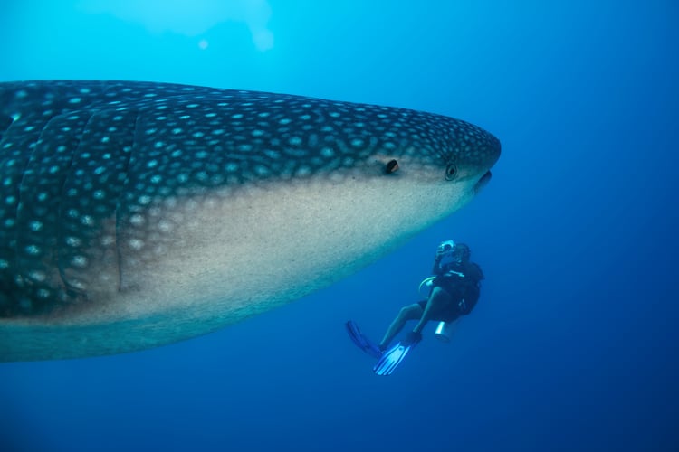 Swimming with whale sharks, one of the top bucket list experiences available on an expedition cruise