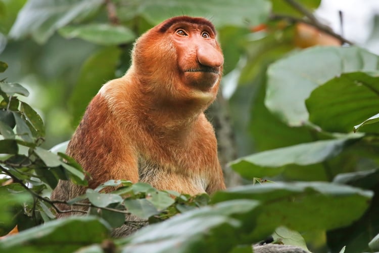 Proboscis monkey on a Borneo expedition cruise