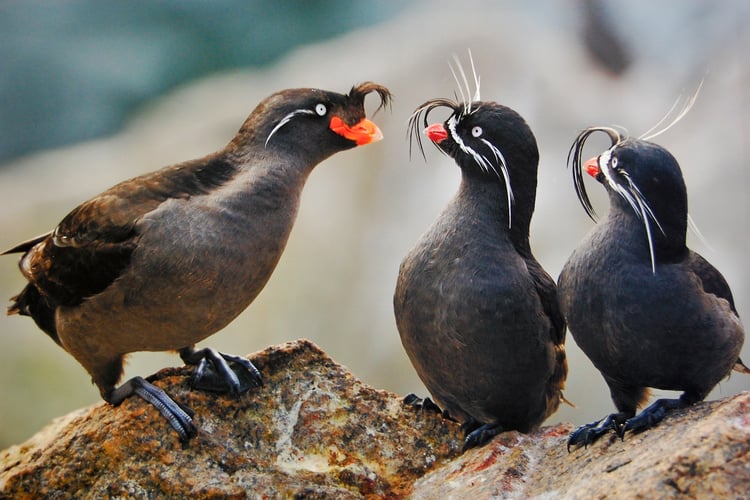 Whiskered auklets in Alaska, one of the world's best birdwatching cruise destinations