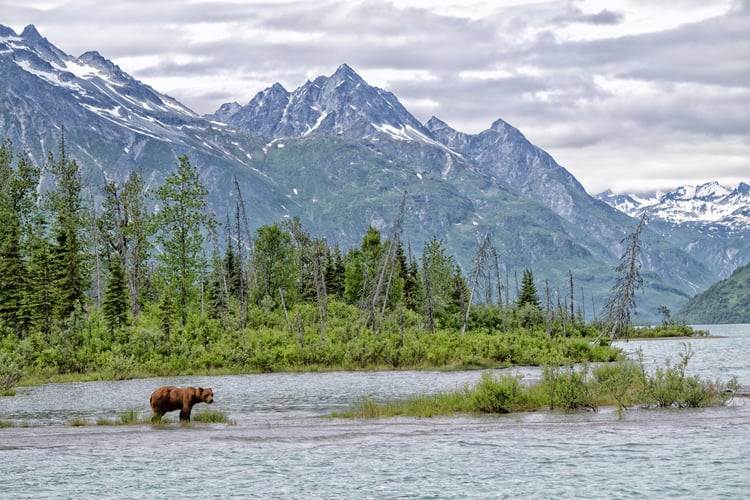 Grizzly Bear at Crescent Lake, Alaska