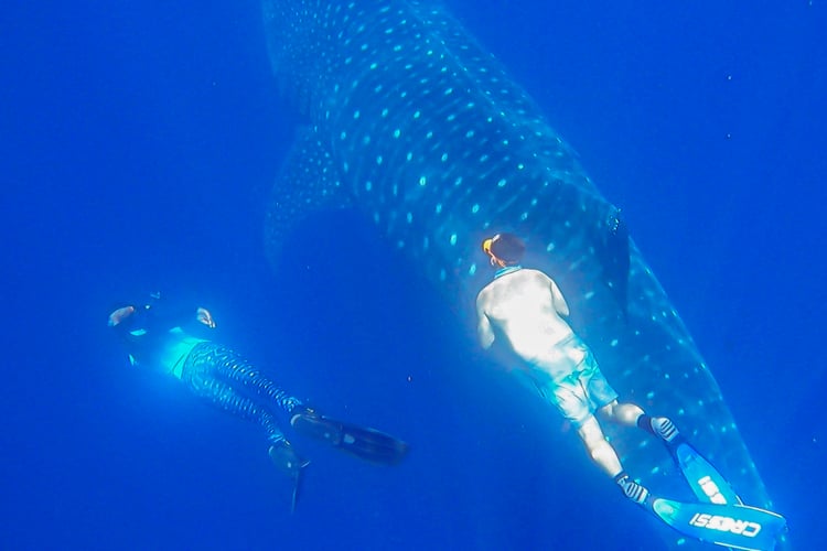 Alex Hearn tagging a whale shark in the Galapagos