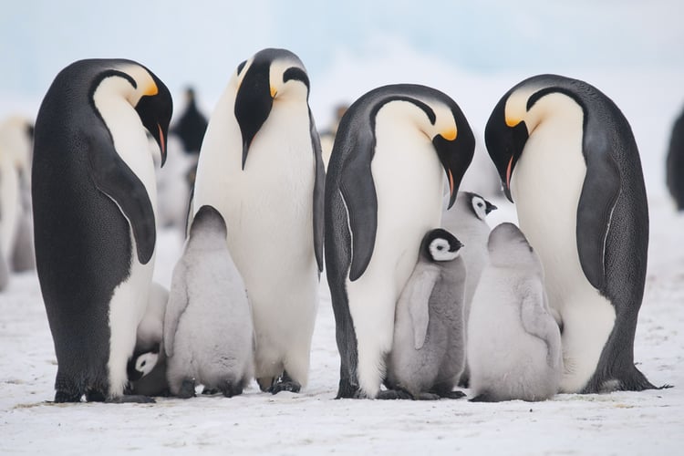 Emperor Penguins on Snow Hill Island Antarctica