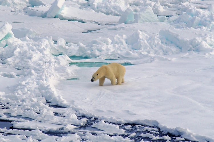 Silversea Expeditions review - Polar bear in the Arctic