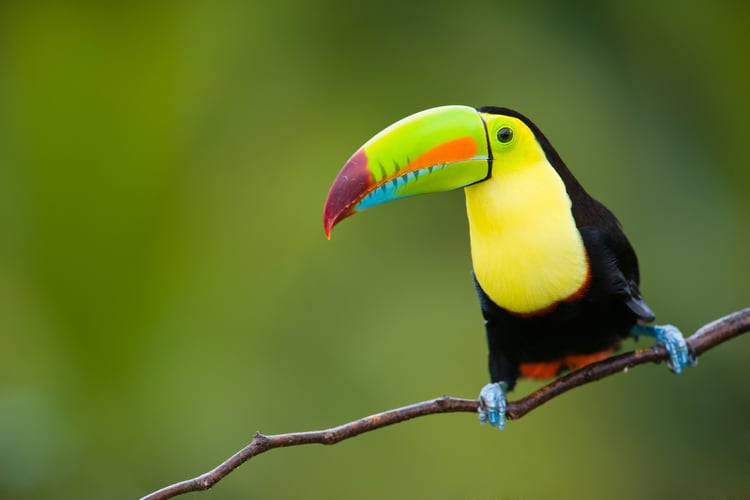 Encounter colourful wildlife including toucans on a Costa Rica expedition cruise