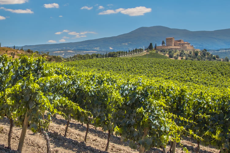 Vineyard near Bordeaux - Read our AmaDolce river cruise review to find out more
