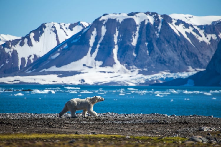 polar bear in svalbard in the arctic