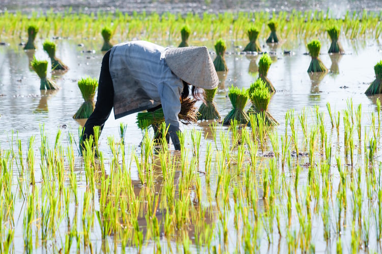 The Mekong river, Vietnam