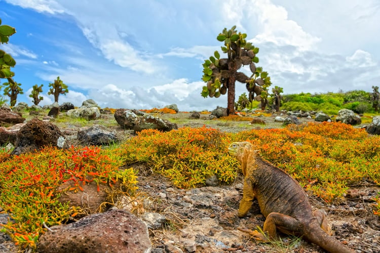 Land Iguana in South Plaza Island, Galapagos