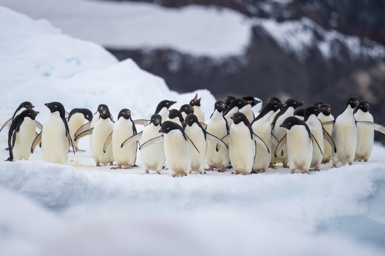 penguins in Antarctica