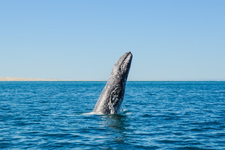 gray whale, sea of cortez