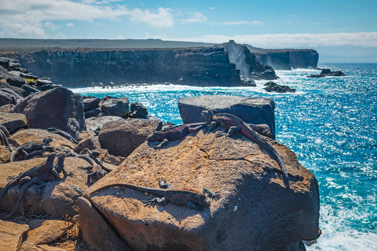 Punta_Suarez_Espanola_Island_Galapagos_marine_sea_iguanas