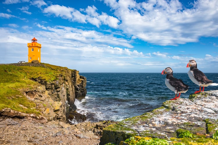North Atlantic Puffins in Iceland