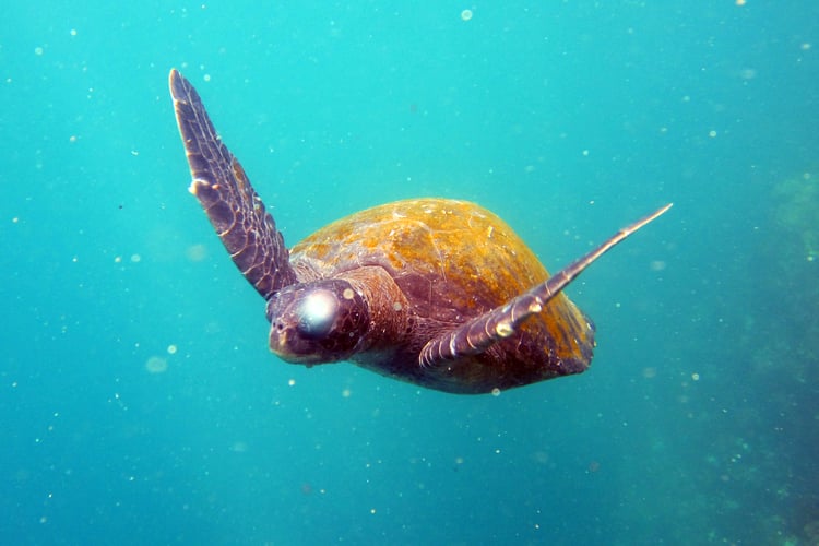 Turtle in The Galapagos