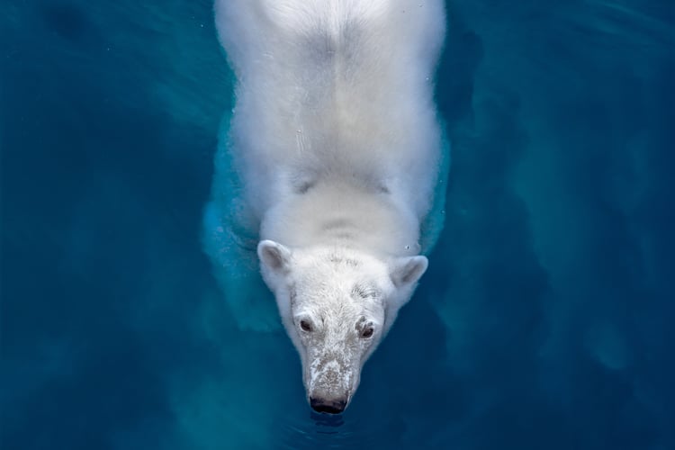 Off The Map magazine - Polar bear swimming