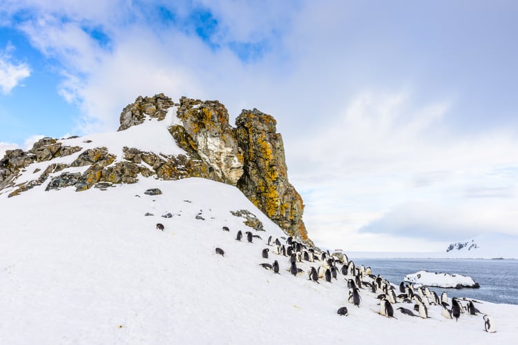 half_moon_island_south_shetland_islands_antarctica_antarctic_peninsula_s