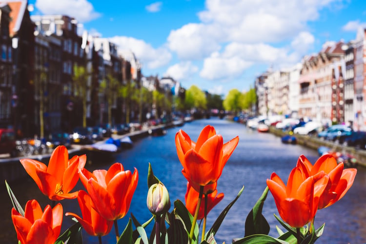 Tulips in Amsterdam